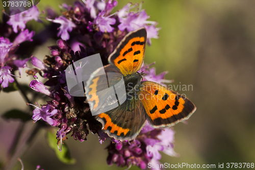 Image of small copper