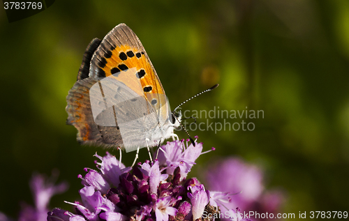 Image of small copper