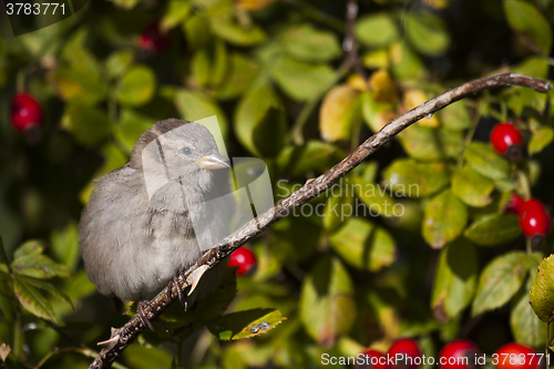 Image of house sparrow