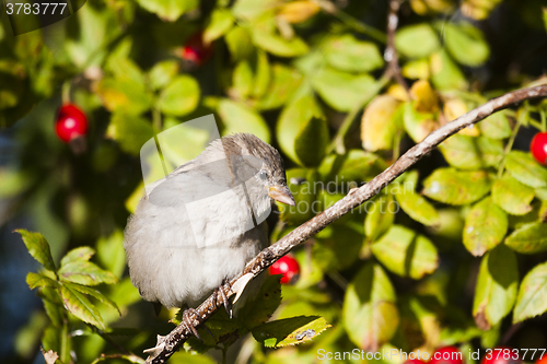 Image of house sparrow