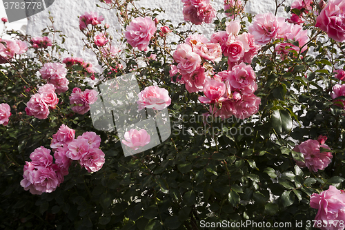 Image of pink roses