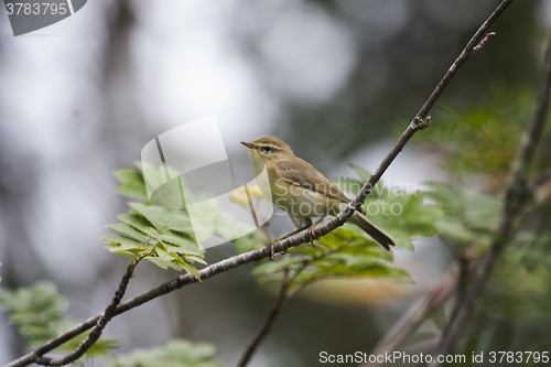 Image of willow warbler