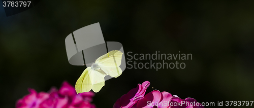 Image of flying brimstone