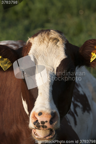 Image of cows head