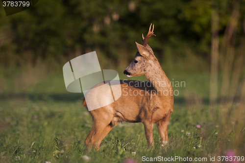 Image of roebuck