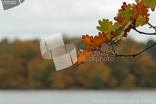 Image of Autumn