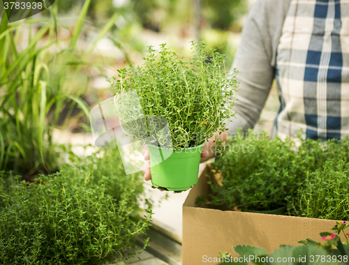 Image of Choosing fresh herbs