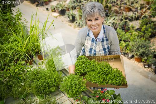 Image of Choosing fresh herbs