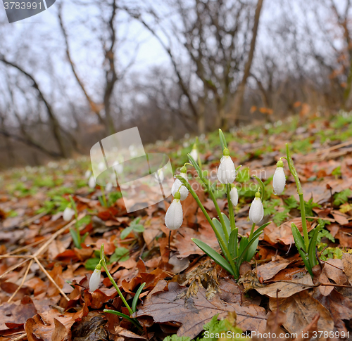 Image of Snowdrops growing on a forest