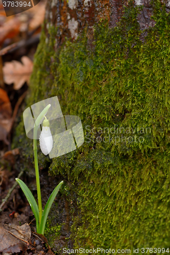 Image of Snowdrops in a forest