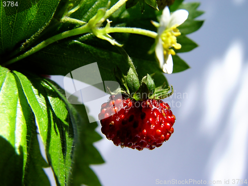 Image of wild strawberry