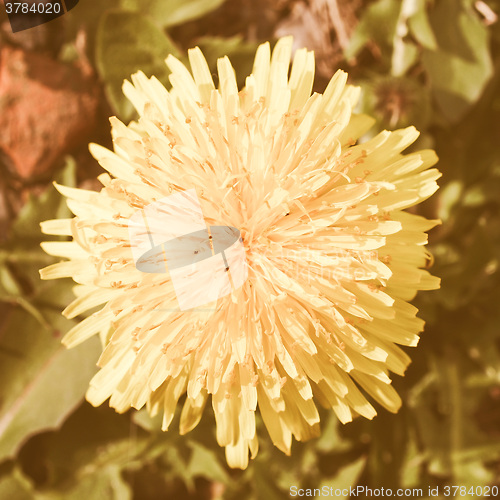 Image of Retro looking Daisy picture