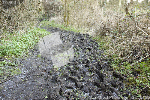 Image of Muddy footpath