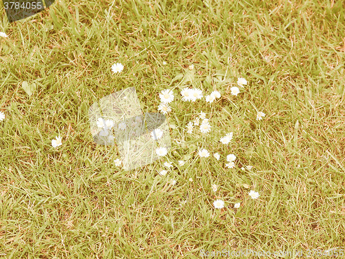 Image of Retro looking Daisy flower