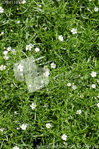 Image of Sweet alyssum