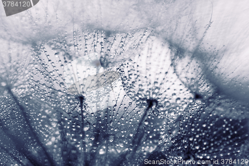 Image of Plant seeds with water drops