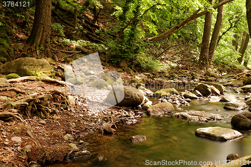 Image of Brooks in the forest