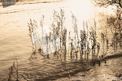 Image of Grass in the lake