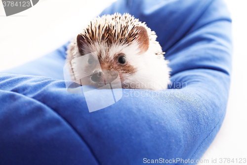 Image of Cute hedgehog