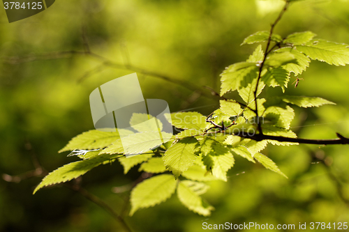 Image of Green leaf