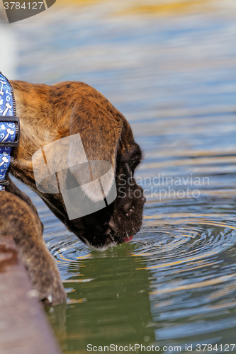 Image of Boxer dog