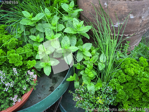 Image of Edible green herbs