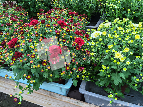 Image of Red and white chrysanthemums