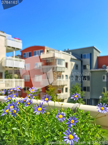 Image of Urban balcony with blooming blue daises