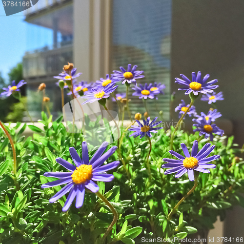 Image of Blue daises blooming on a balcony