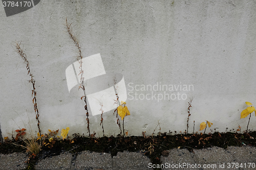 Image of withered plants on the background of a concrete