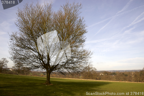 Image of Oak tree in winter