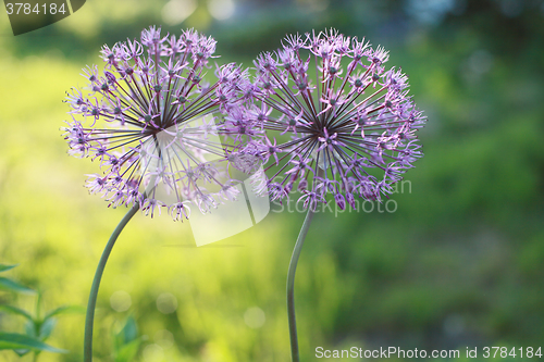 Image of Allium two flowers 