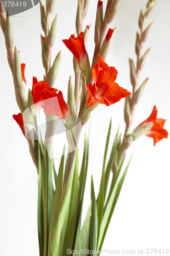 Image of Red Gladiolus