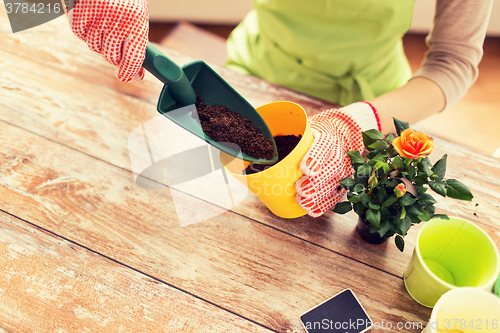 Image of close up of woman hands planting roses in pot