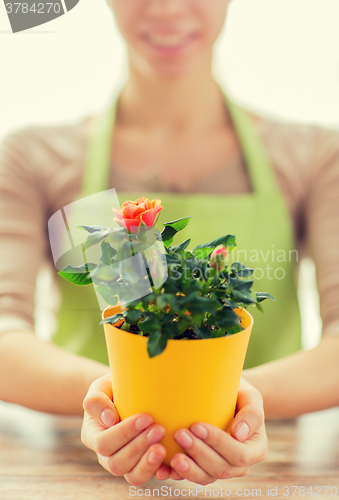 Image of close up of woman hands holding roses bush in pot