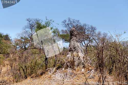 Image of African landscape