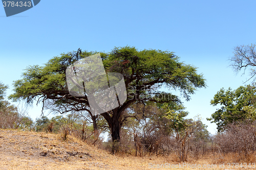 Image of African landscape