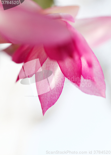 Image of Christmas cactus