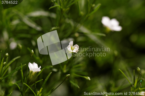 Image of Sweet alyssum