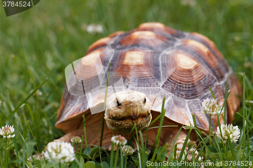 Image of African Spurred Tortoise