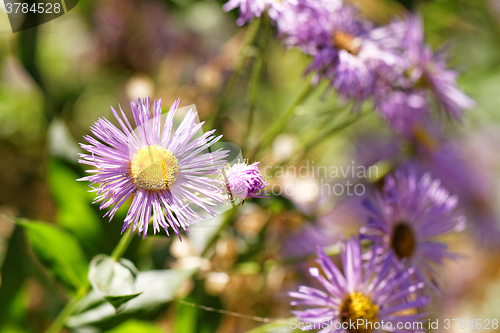 Image of Purple flower