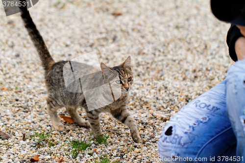 Image of Brown cat