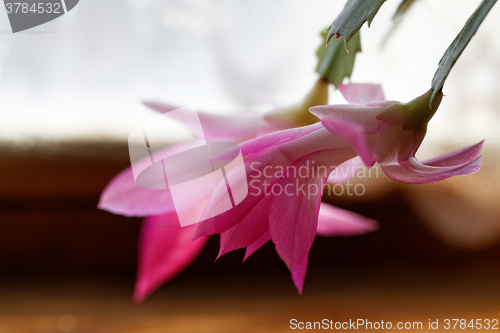 Image of Christmas cactus