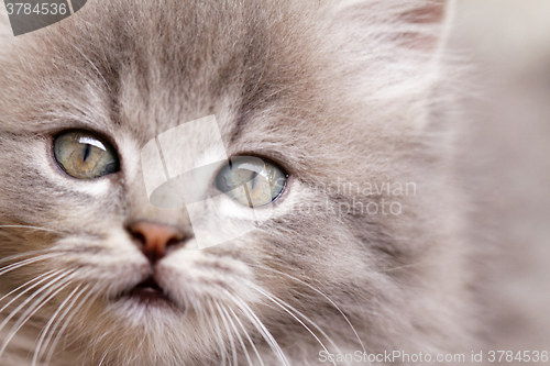 Image of Beautiful grey kitten