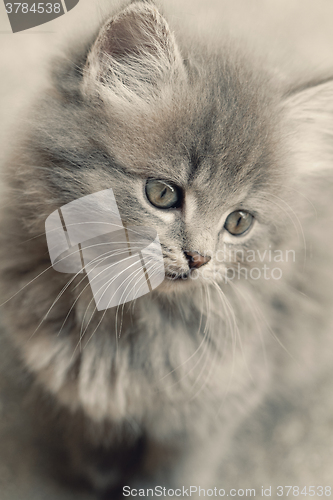 Image of Beautiful grey kitten