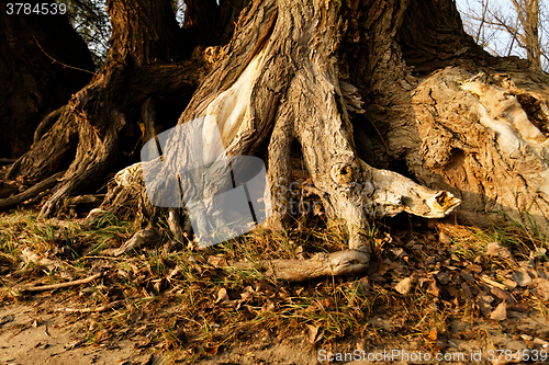 Image of Tree root