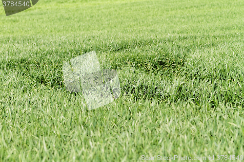 Image of Green grass