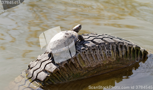 Image of Cute turtle