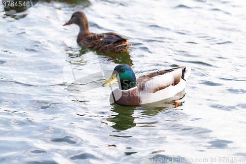 Image of Mallard