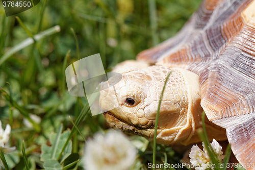 Image of African Spurred Tortoise